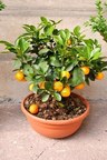 Jeruk Mandarin di Pot